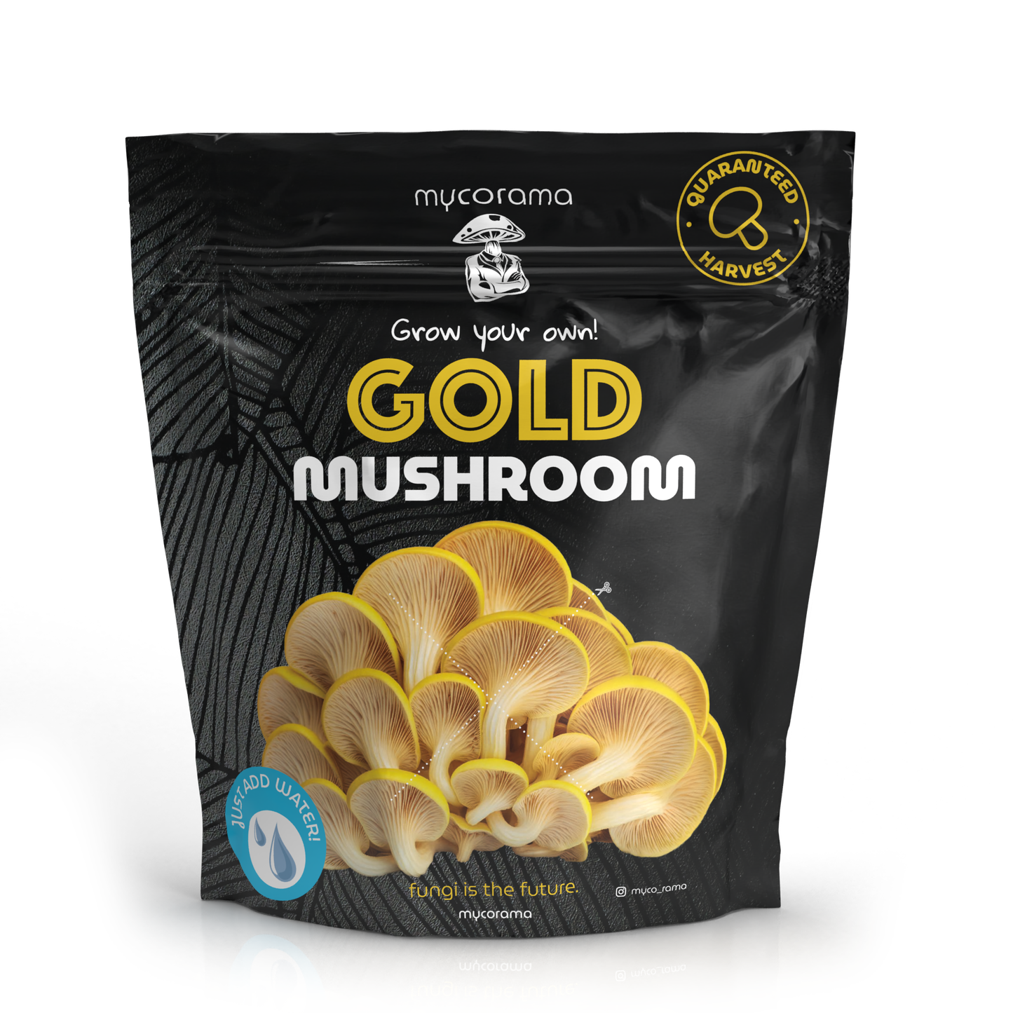 Gold Oyster Mushroom Growkit