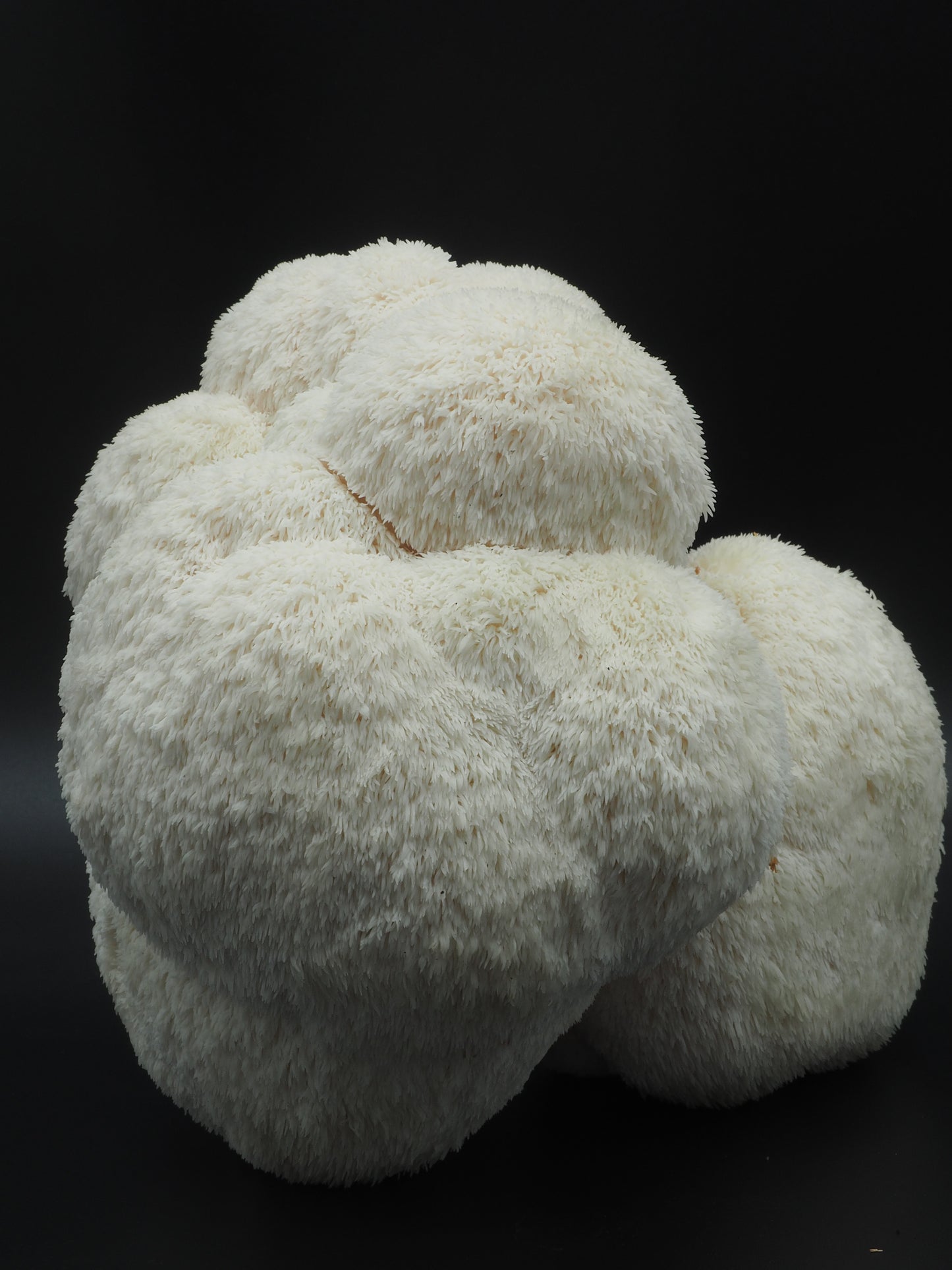 Lion’s Mane Mushroom Growkit