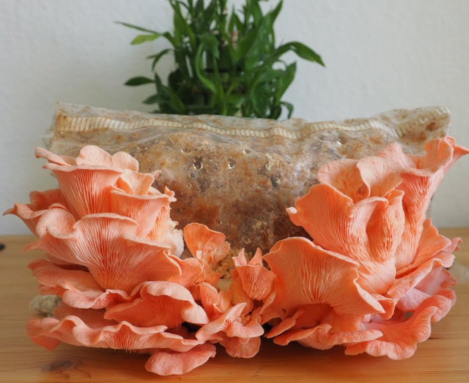 Dried Pink Oyster Mushroom 20g