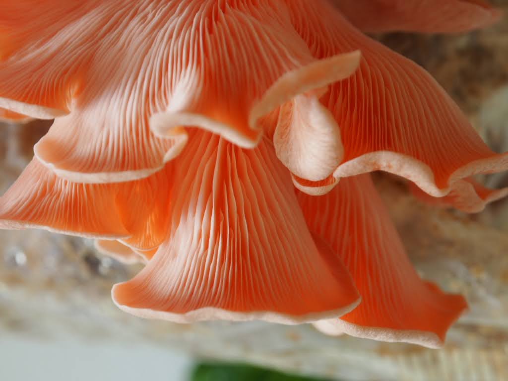 Pink Oyster Mushroom Growkit