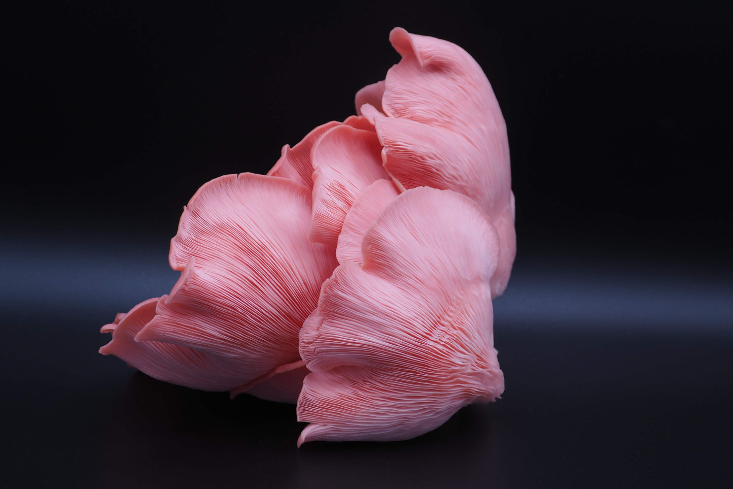 Dried Pink Oyster Mushroom 20g