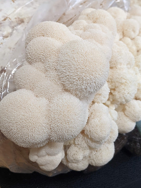 Dried Lion's Mane Mushroom  40g Hericium Erinaceus