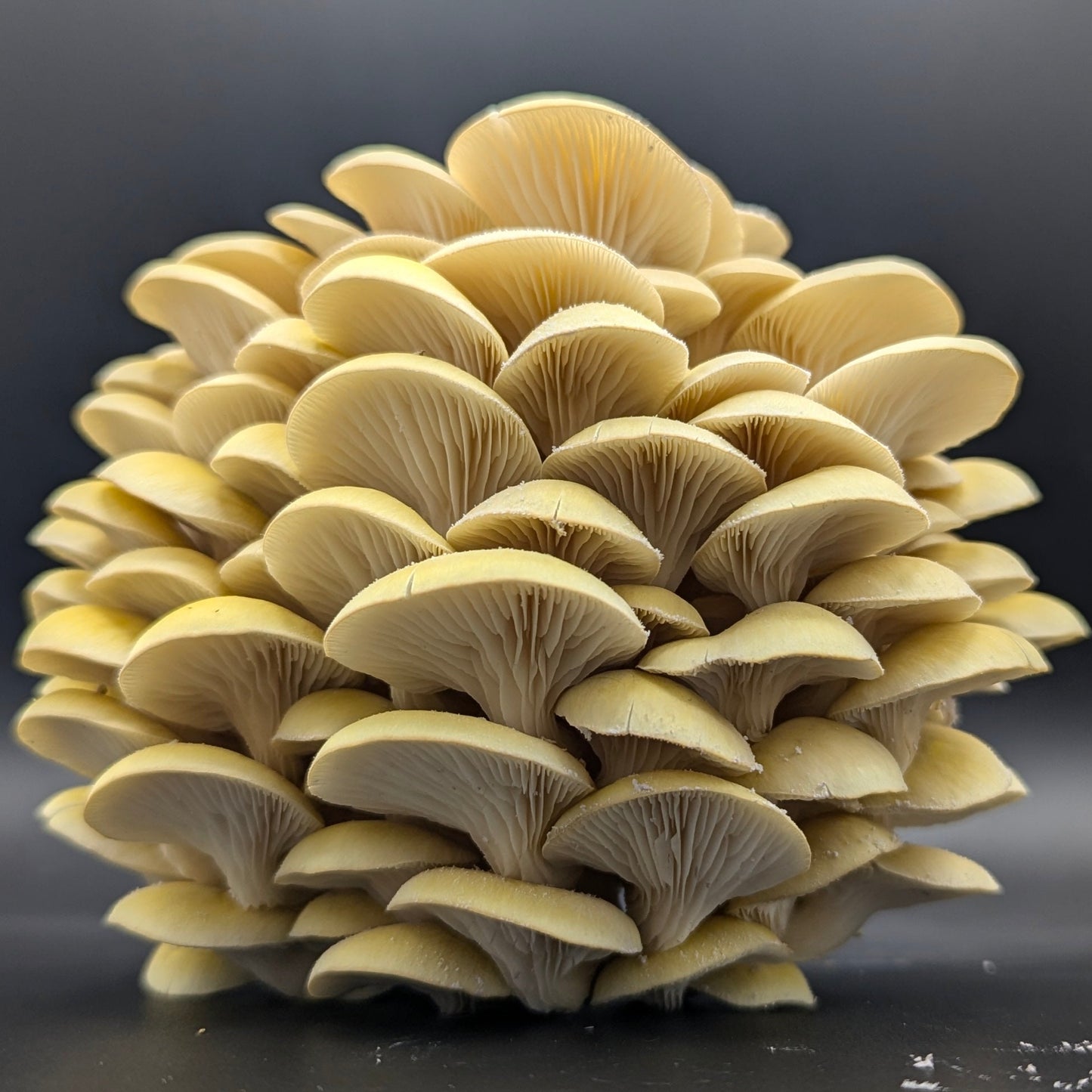 Gold Oyster Mushroom Growkit
