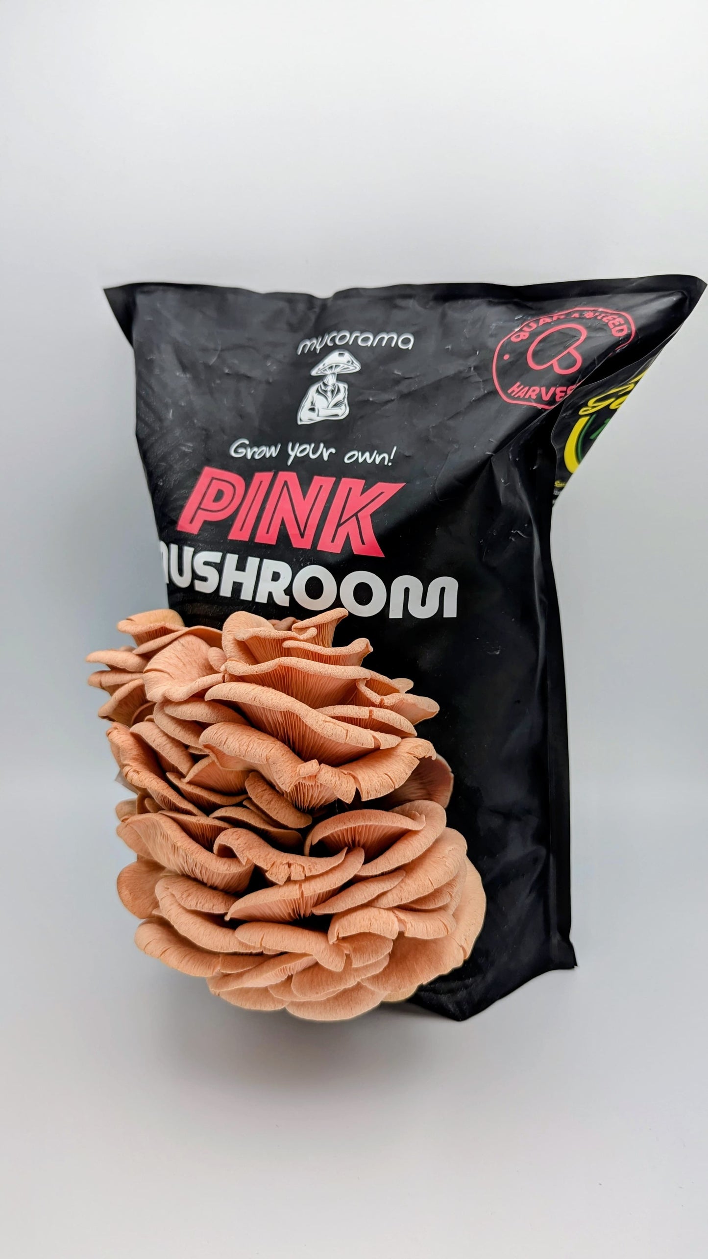 Pink Oyster Mushroom Growkit
