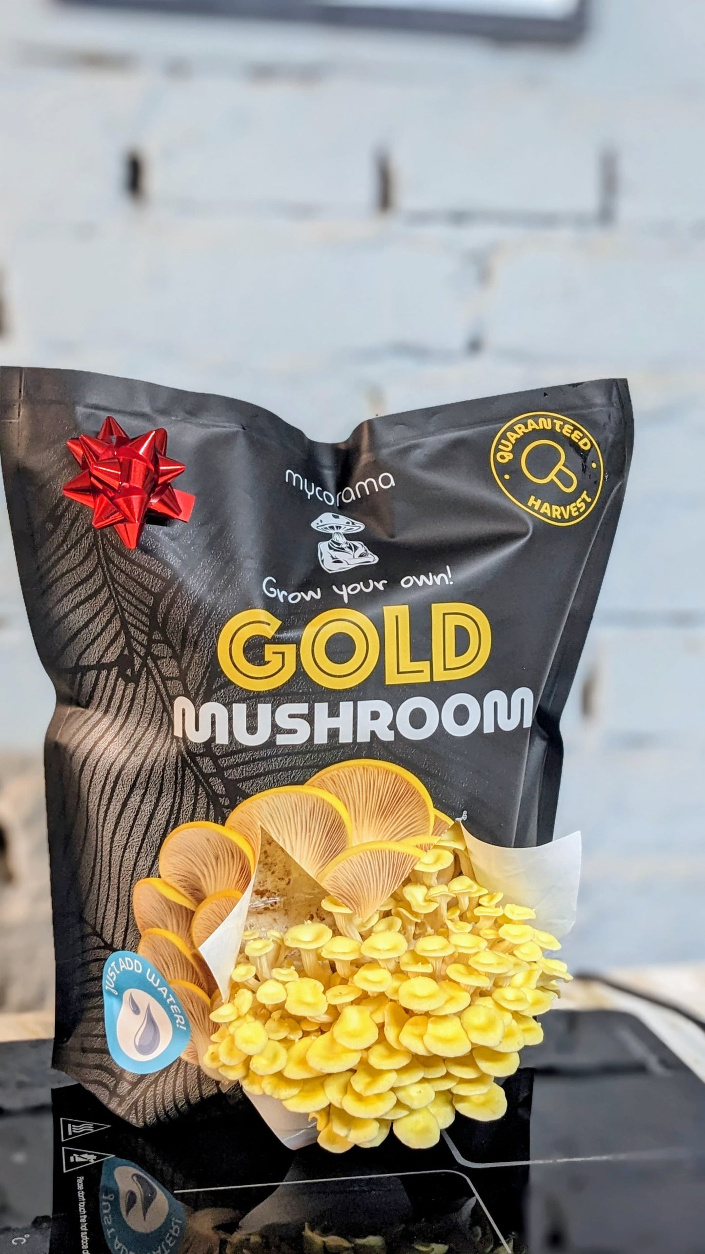 Gold Oyster Mushroom Growkit