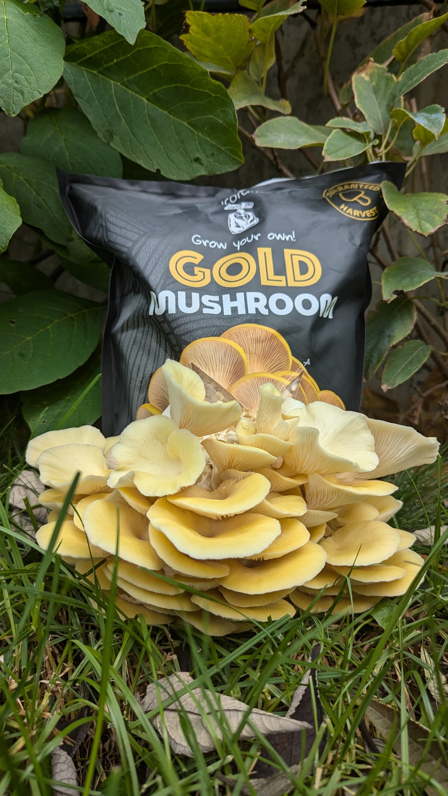 Gold Oyster Mushroom Growkit