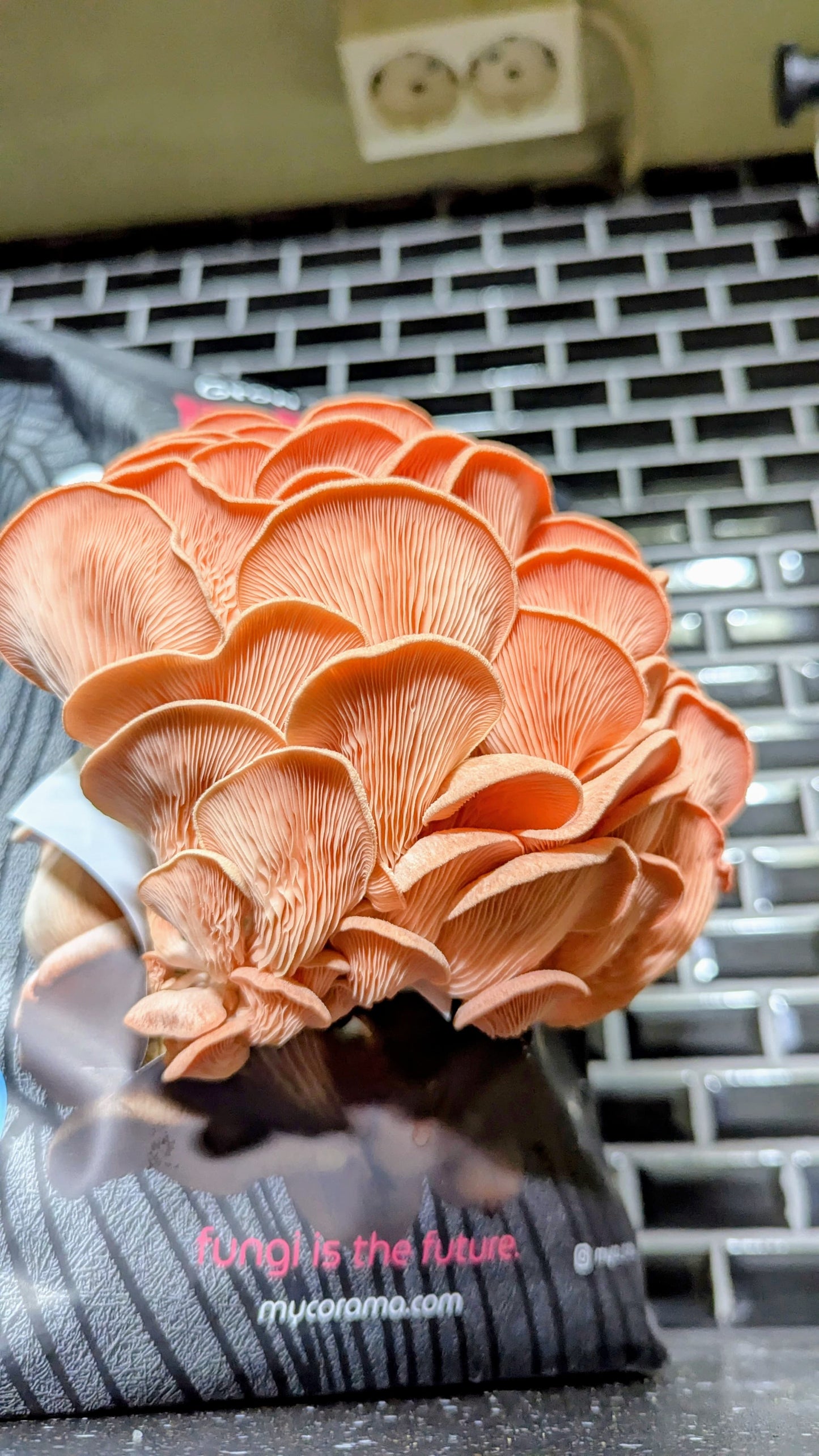 Pink Oyster Mushroom Growkit