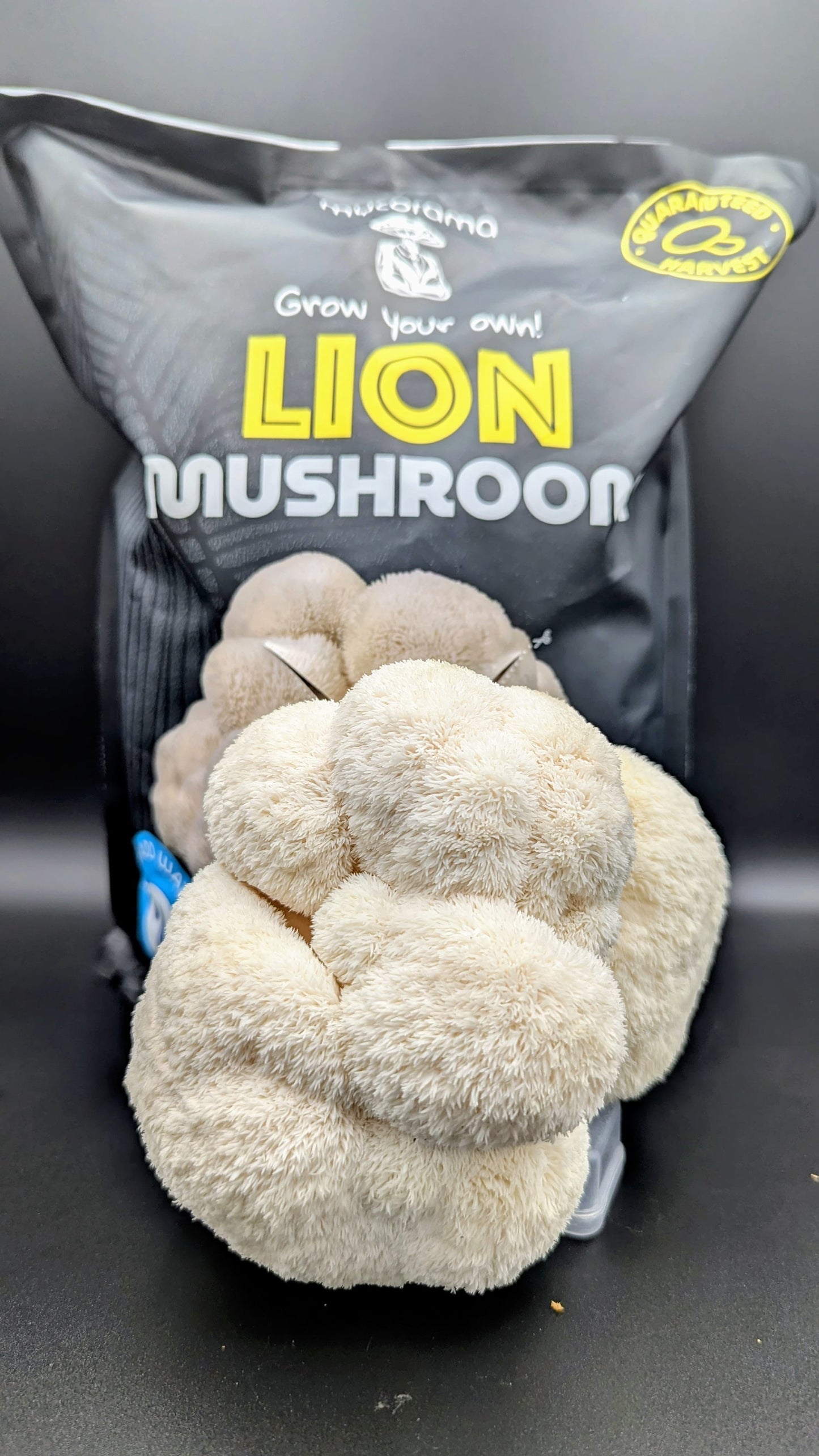 Lion’s Mane Mushroom Growkit