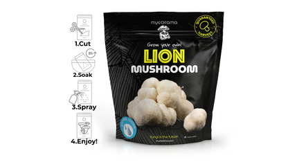Lion’s Mane Mushroom Growkit
