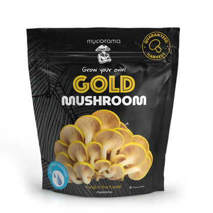 Gold Oyster Mushroom Growkit