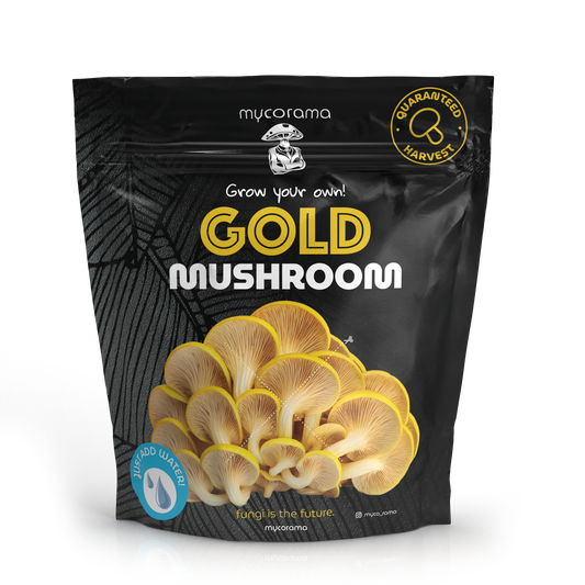 Gold Oyster Mushroom Growkit