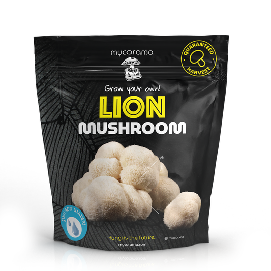 Lion’s Mane Mushroom Growkit