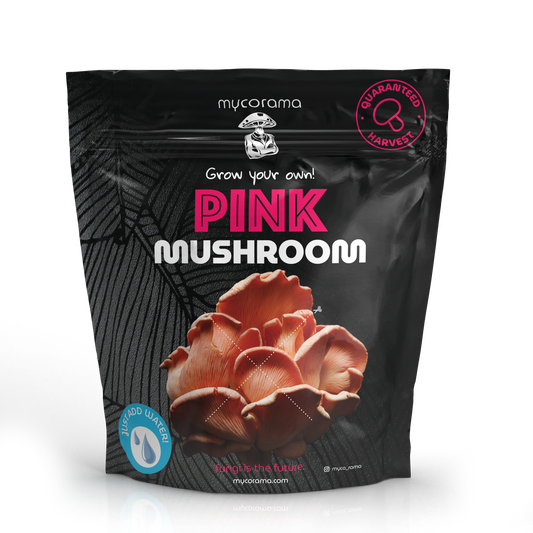 Pink Oyster Mushroom Growkit