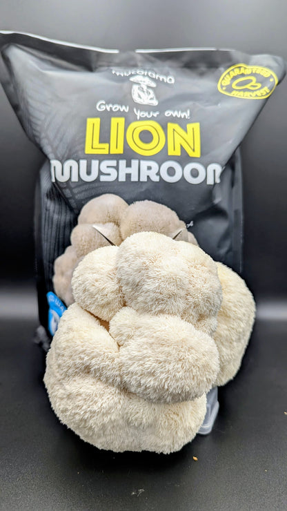 Lion’s Mane Mushroom Growkit