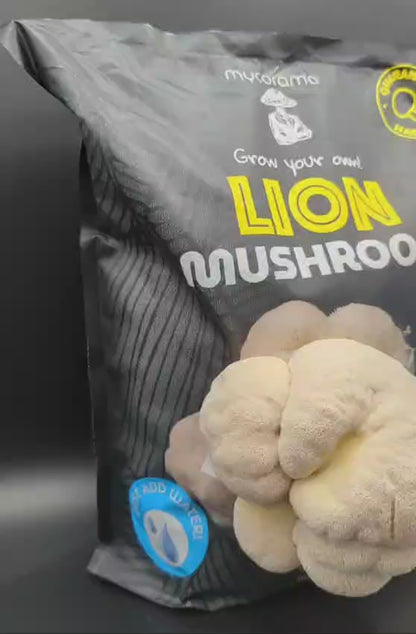 Lion’s Mane Mushroom Growkit