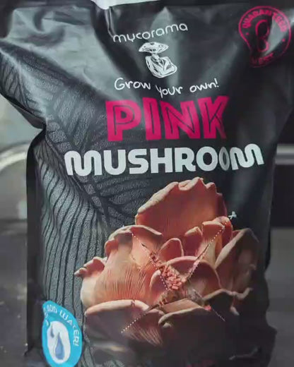 Pink Oyster Mushroom Growkit