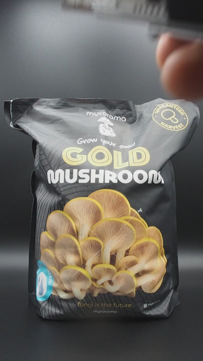 Gold Oyster Mushroom Growkit